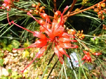 Blume